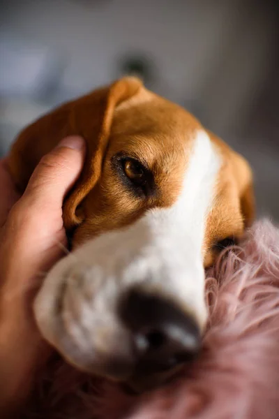 Perro beagle pura raza acostado en sofá sofá en la sala de estar — Foto de Stock