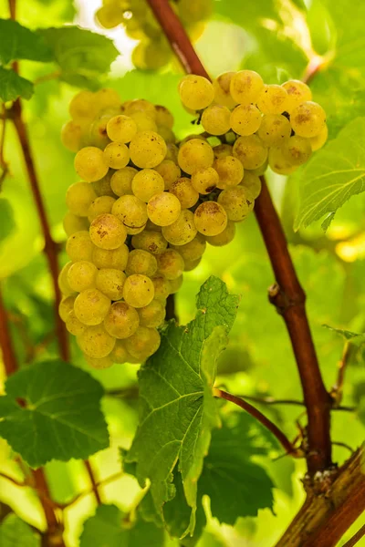 White grape in a vineyard during autumn. — Stock Photo, Image