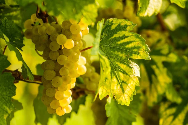 Weiße Trauben in einem Weinberg im Herbst. — Stockfoto