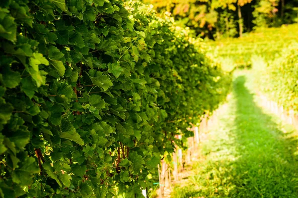Bílé vinné hrozny na vinici během podzimu. — Stock fotografie