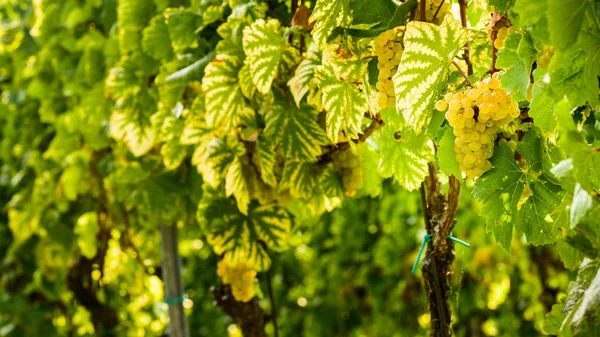 Белый виноград в винограднике осенью . — стоковое фото