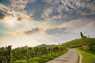 Sonbaharda üzüm bağında beyaz üzüm mahsulü.