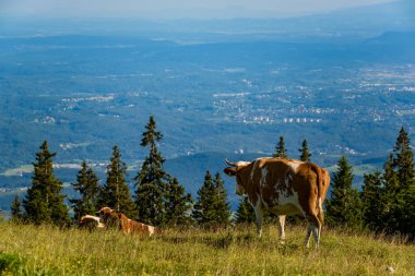 Alpler Avusturya'da bir çayırda inekler. Graz pl üzerinde Schockl dağ