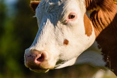 Alpler Avusturya'da bir çayırda inekler. Graz pl üzerinde Schockl dağ