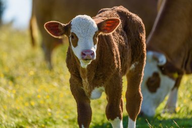 Alpler Avusturya'da bir çayırda inekler. Graz pl üzerinde Schockl dağ