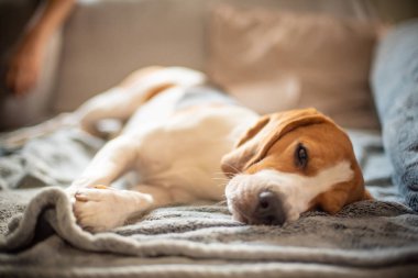 Beagle köpek portre bir kanepede yalan