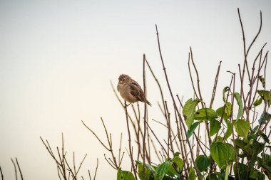 Güneşte bir ağacın ucunda serçeler kuşlar