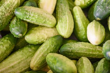 Salatalık arka plan birçok salatalık. tarladan salatalık.