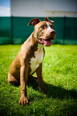 Genç Amerikalı Staffordshire Pitbull köpeği yaz günü açık havada