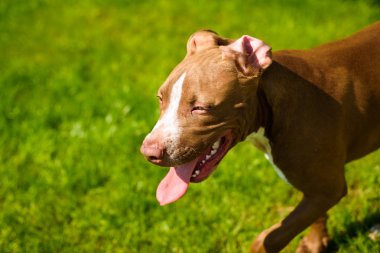 Genç Amerikalı Staffordshire Pitbull köpeği yaz günü açık havada