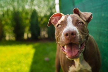 Genç Amerikalı Staffordshire Pitbull köpeği yaz günü açık havada