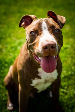 Genç Amerikalı Staffordshire Pitbull köpeği yaz günü açık havada