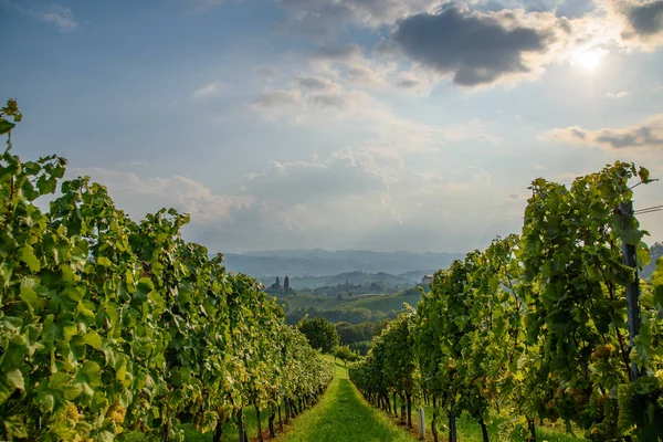 Fehér szőlőültetvények a szőlőültetvényen ősszel. — Stock Fotó