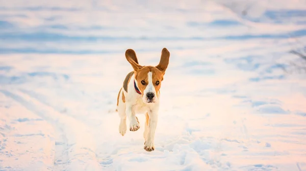 Perro doméstico, Beagle, adulto, corriendo en el campo cubierto de nieve . — Foto de Stock