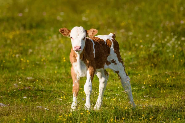 オーストリアアルプスの草原の牛。グラーツplの上のショックル山 — ストック写真