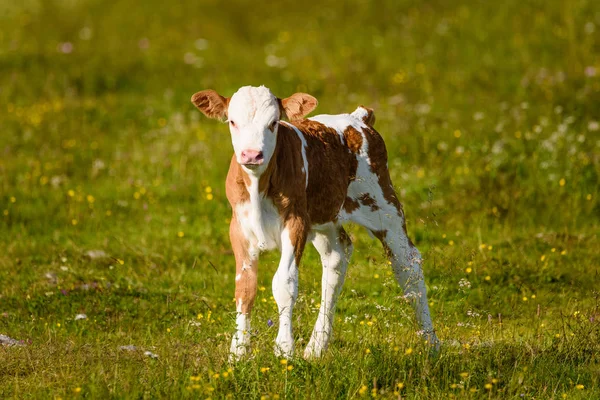 Koeien op een weide in Alpen Oostenrijk. Schockl berg boven Graz pl — Stockfoto