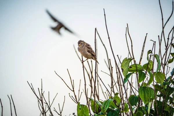 Passeri uccelli su una punta di un albero in sole — Foto Stock