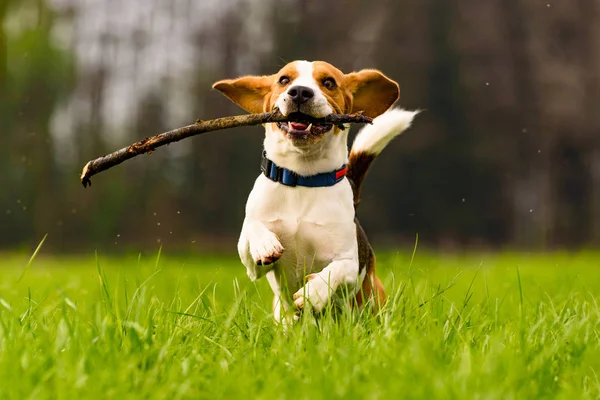 वसंत के दौरान ग्रीन फील्ड पर एक छड़ी के साथ कुत्ता बीगल टोवा चलाता है — स्टॉक फ़ोटो, इमेज