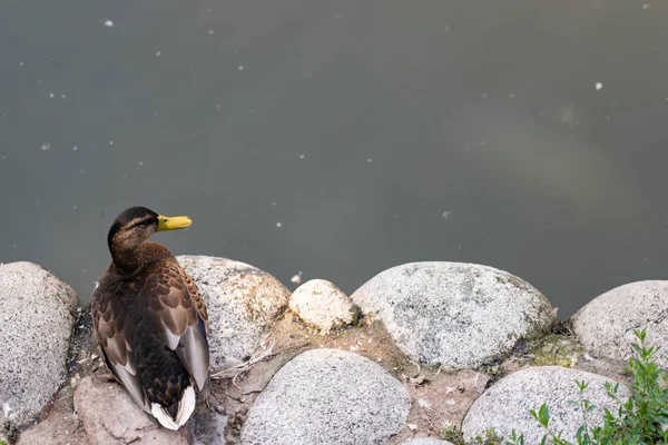 Vild anka Mallard står på stranden, hona vild anka outsid — Stockfoto