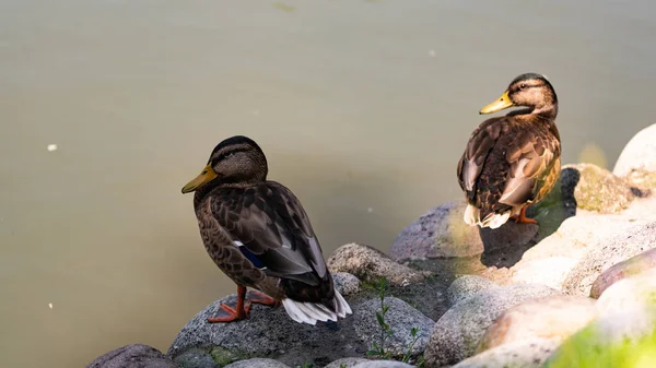 Két vad kacsa Mallard áll a parton, női vadkacsa o — Stock Fotó