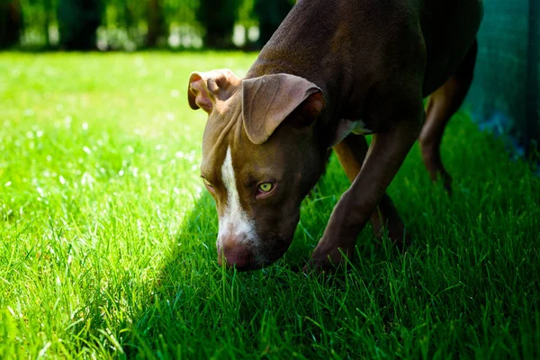 Mladý americký stafordšírský pitbull pes venku v letním dni — Stock fotografie
