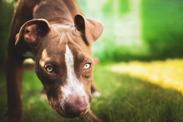 Joven pitbull Staffordshire Bull Terrier en jardín mira hacia —  Fotos de Stock