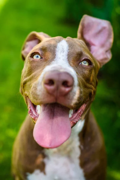 Young American Staffordshire pitbull perro al aire libre en el día de verano —  Fotos de Stock