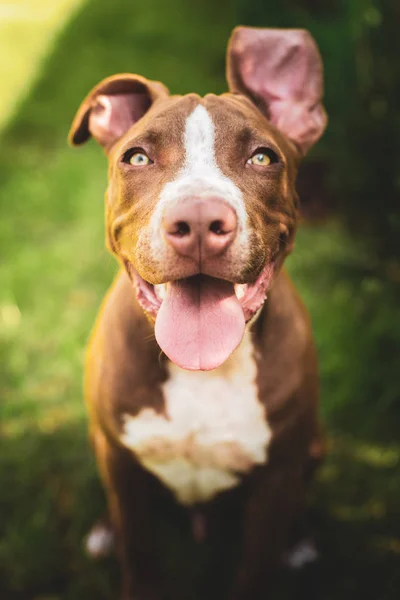 Νεαρός Αμερικανός Staffordshire pitbull σκυλί σε εξωτερικούς χώρους το καλοκαίρι ημέρα — Φωτογραφία Αρχείου