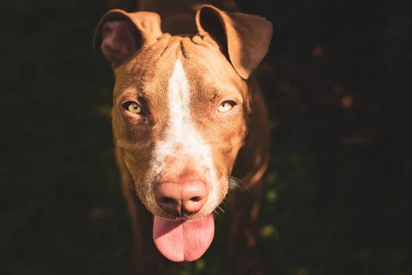 Joven pitbull Staffordshire Bull Terrier en jardín mira hacia —  Fotos de Stock