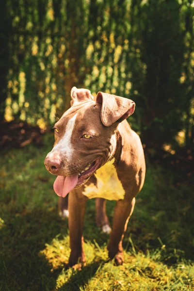 Young American Staffordshire pitbull perro al aire libre en el día de verano —  Fotos de Stock