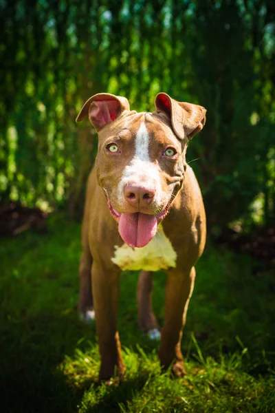 Jonge Amerikaanse Staffordshire pitbull hond buiten in de zomer dag — Stockfoto