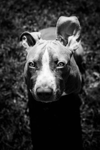 Jovem americano Staffordshire pitbull cão ao ar livre no dia de verão — Fotografia de Stock