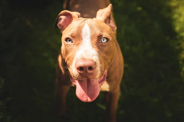 Joven pitbull Staffordshire Bull Terrier en jardín mira hacia —  Fotos de Stock