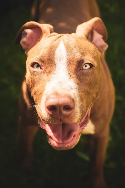 Joven pitbull Staffordshire Bull Terrier en jardín mira hacia —  Fotos de Stock