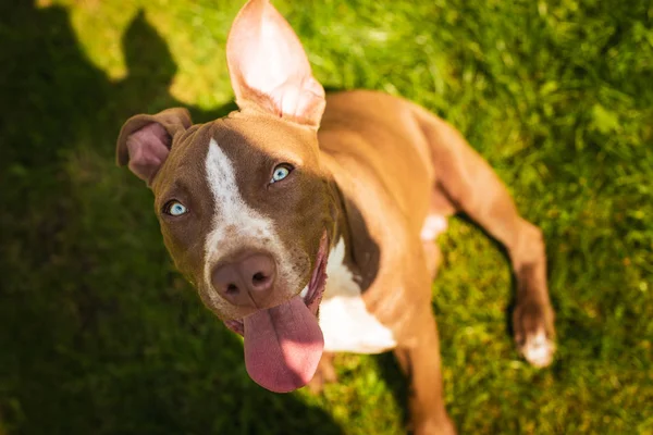 Mladý pitbull Staffordshire Bull teriér v zahradě se dívá směrem — Stock fotografie