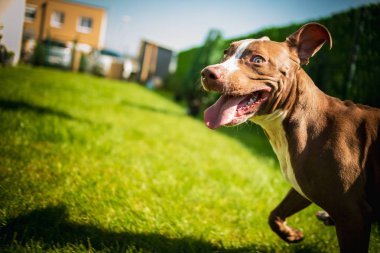 Genç Staffordshire yeşil bir bahçede koşarken eğleniyor.