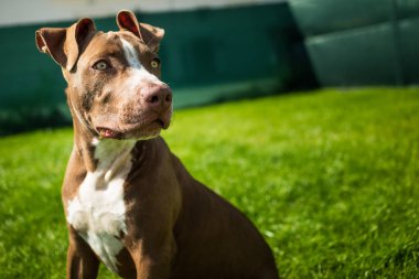 Bahçedeki genç pitbull Staffordshire Boğa Teriyeri çimenlerde oturur.