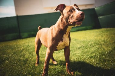 Bahçedeki genç pitbull Staffordshire Bull Terrier Gra 'da duruyor.