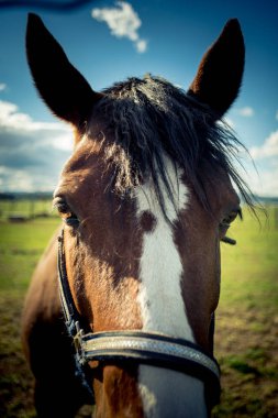 Horse Head portre closeup