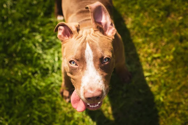 Fiatal pitbull Staffordshire Bull Terrier a kertben néz felé — Stock Fotó