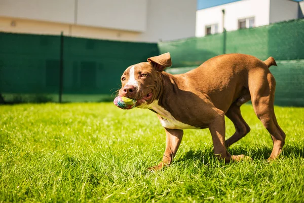 Genç Staffordshire yeşil bir bahçede koşarken eğleniyor.