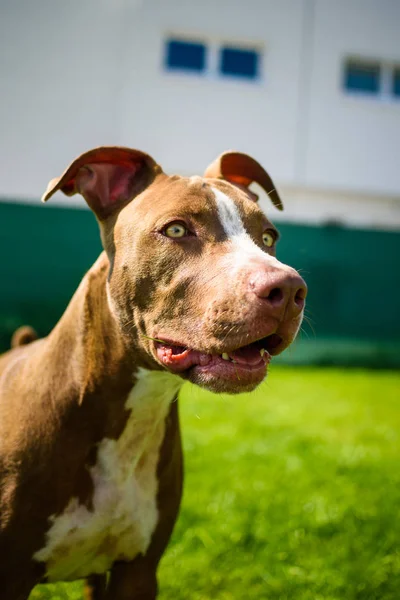 Young American Staffordshire pitbull perro al aire libre en el día de verano —  Fotos de Stock