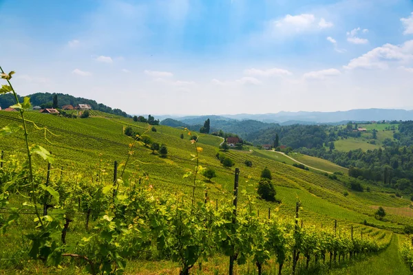 Austria Vineyards vine street south Styria travel spot — Stock Photo, Image
