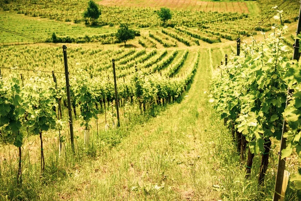 Rakousko vinice v jižním stylu Štýrsko — Stock fotografie