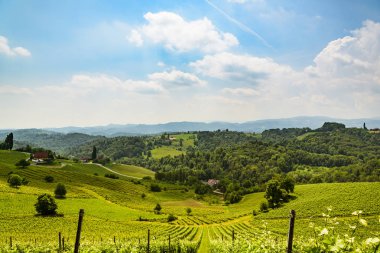 Avusturya Bağlar asma sokak güney Styria seyahat nokta