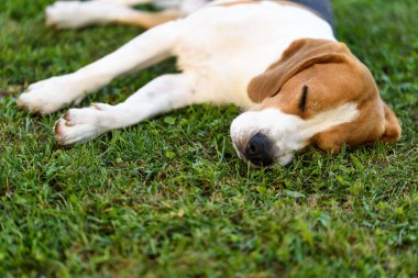 Tatlı av köpeği çimlerin üzerinde uzanıyor ve uyuyor.