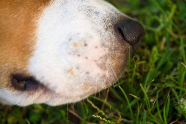 Beagle köpek burun makro ateş ve yan yatan taraftan ay