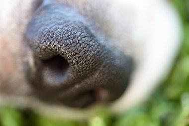 Makro av köpeği burun ucu.