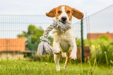Evcil köpek Beagle bir bahçede açık havada eğlenmek
