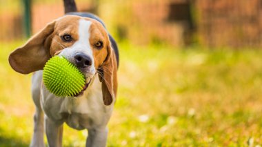 Beagle eğlenceli koş köpek